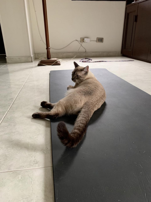 Coco