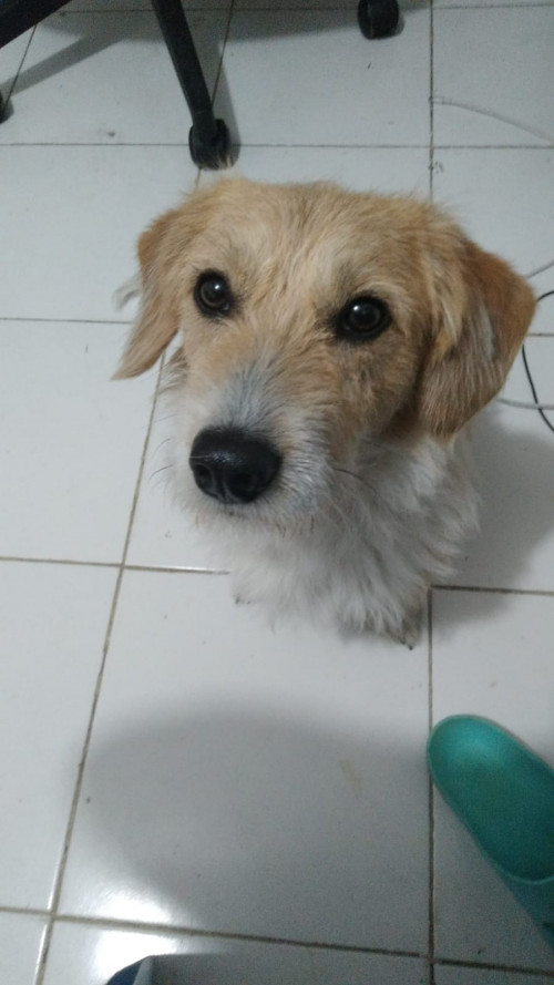Odie