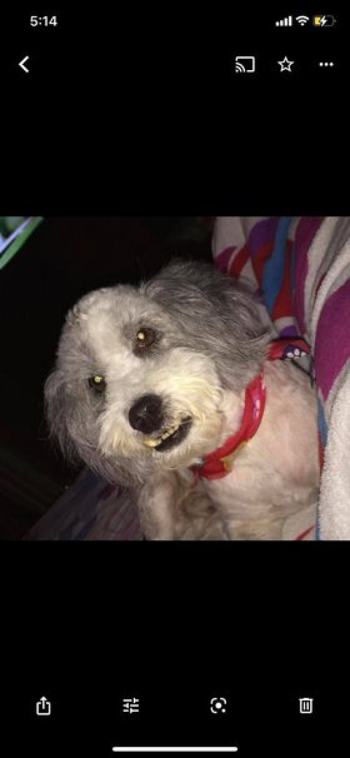 Cokie