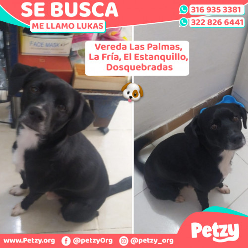 Foto de mascota Lukas