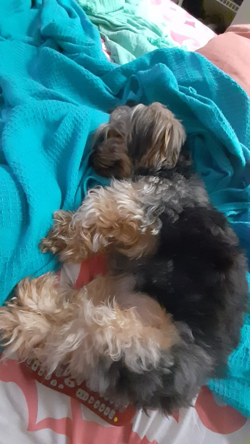 Mocca
