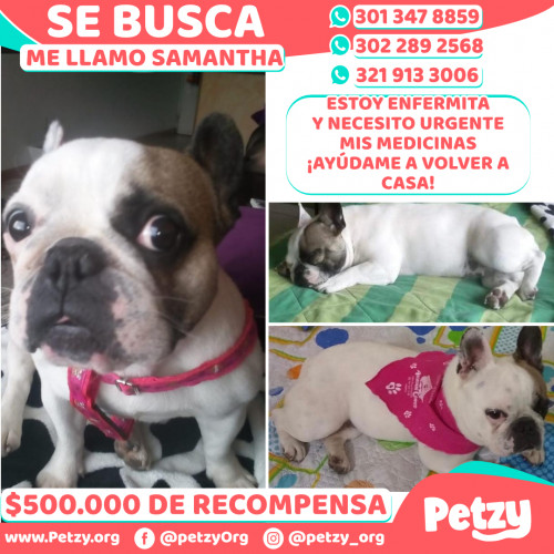 Foto de mascota Samantha