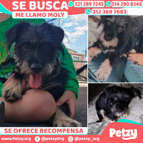 Foto de mascota Moly