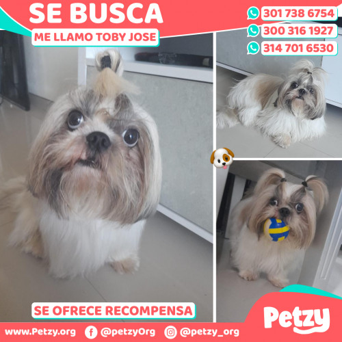 Foto de mascota Toby Jose