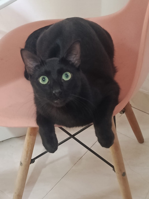 Titi