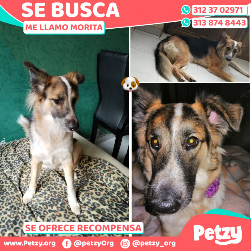 Foto de mascota Morita