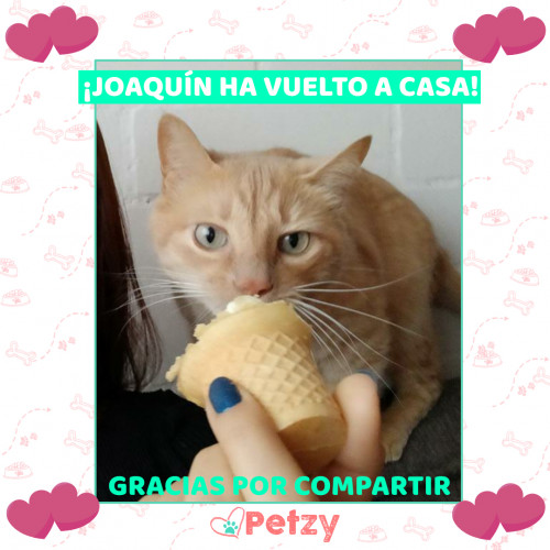 Foto de mascota Joaquín 