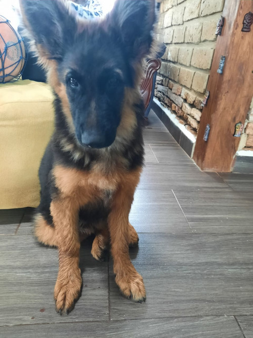 Rambo