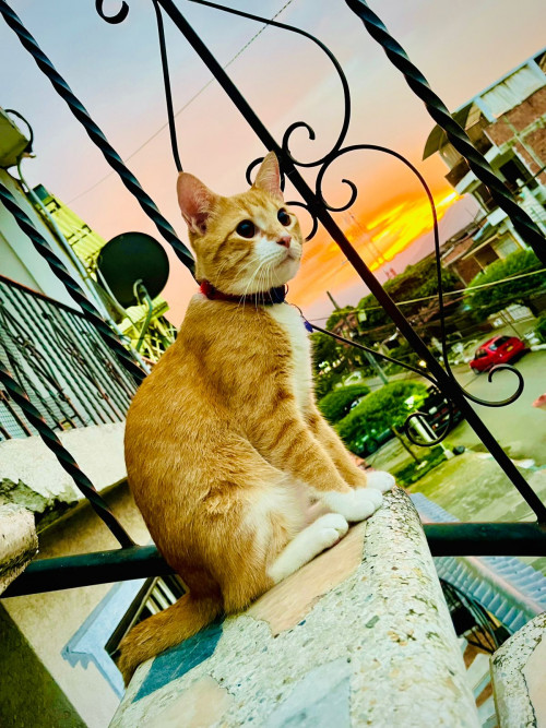 Loky