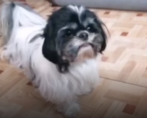 Spike
