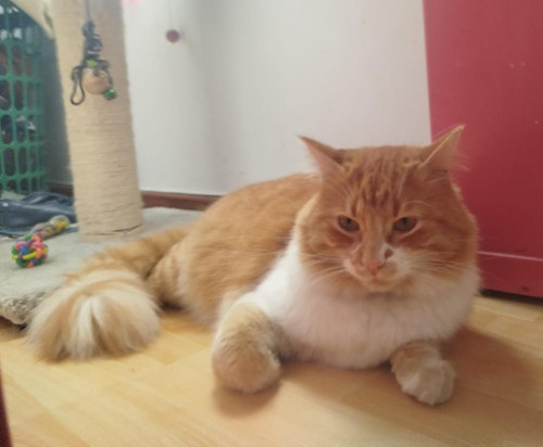 Otis