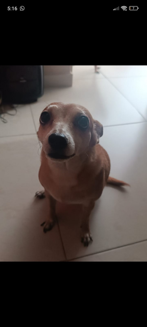 Ami