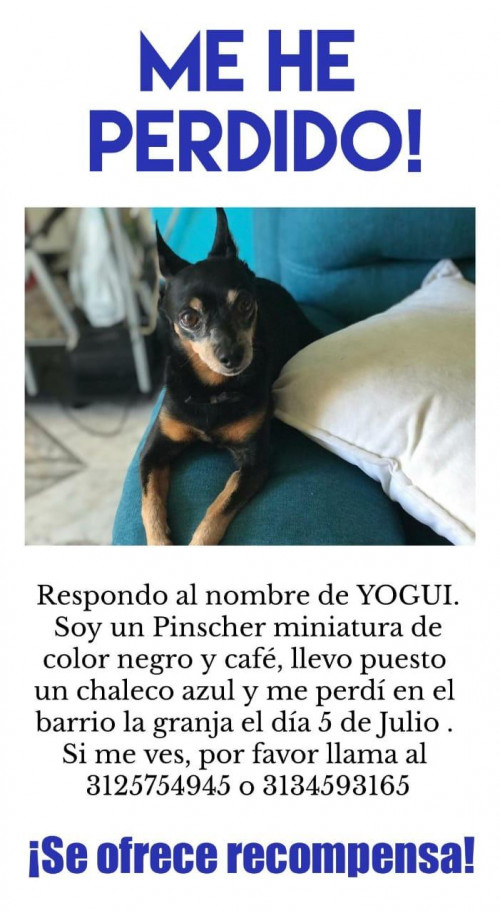 Yogui