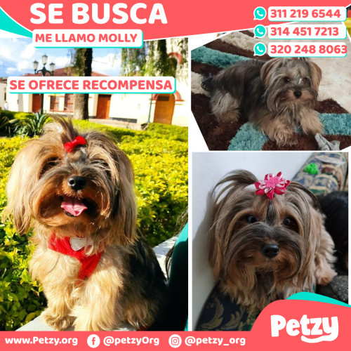 Foto de mascota Molly 