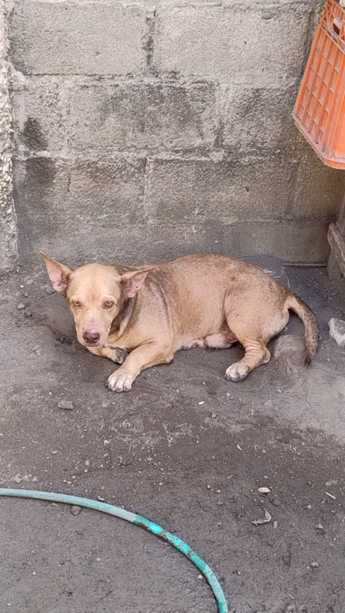 Maikol