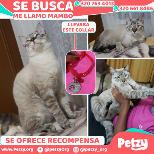 Foto de mascota Mambo 