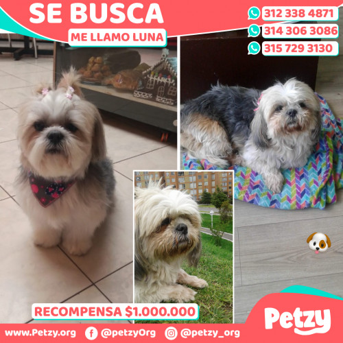 Foto de mascota Luna