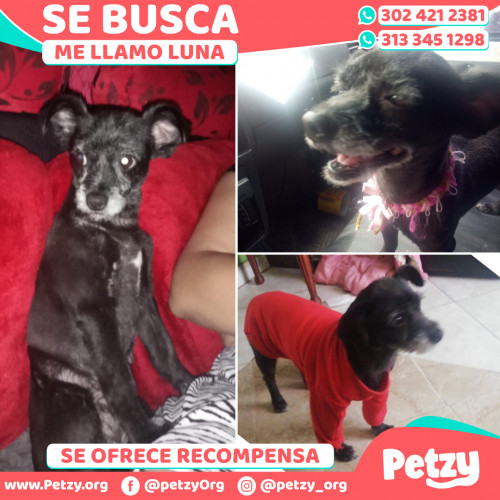 Foto de mascota Luna