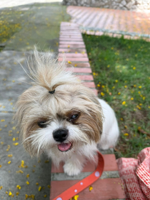 Perla