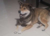 Foto de Hatchi  en Ubaque Cundinamarca #2