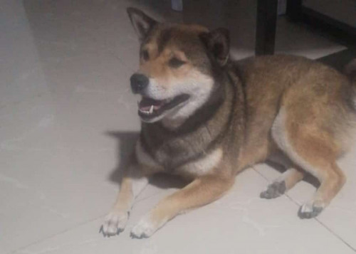 Hatchi 