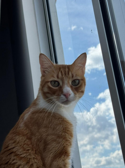 Simba
