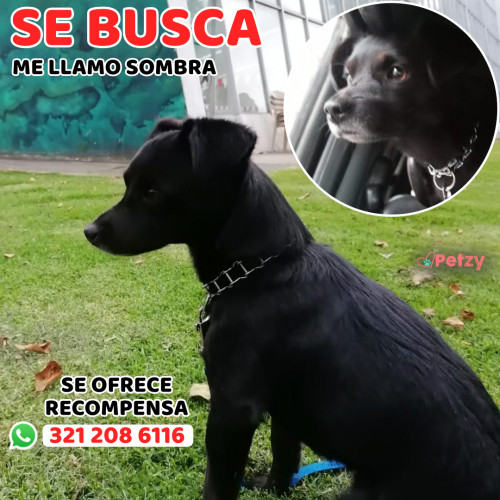 Foto de mascota Sombra