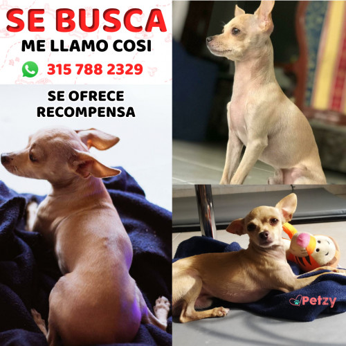 Foto de mascota Cosi