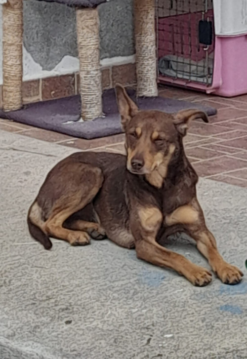 Canela