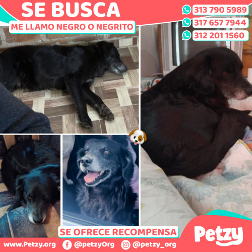 Foto de mascota Negro O Negrito