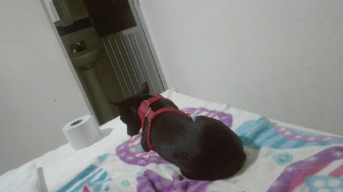 Susi