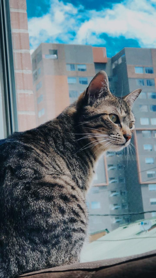 Bagheera