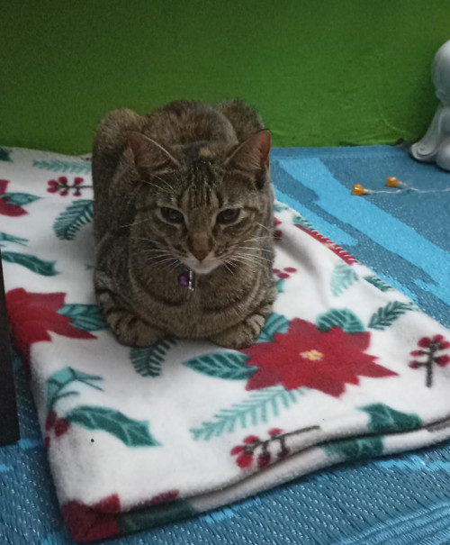 Frida