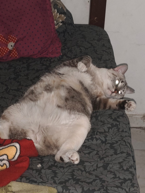 Kira