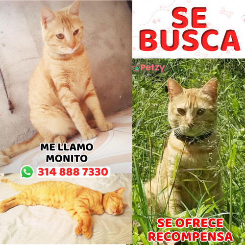 Foto de mascota Monito