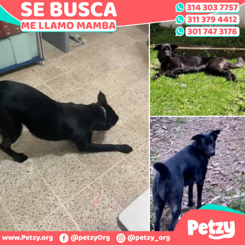 Foto de mascota Mamba