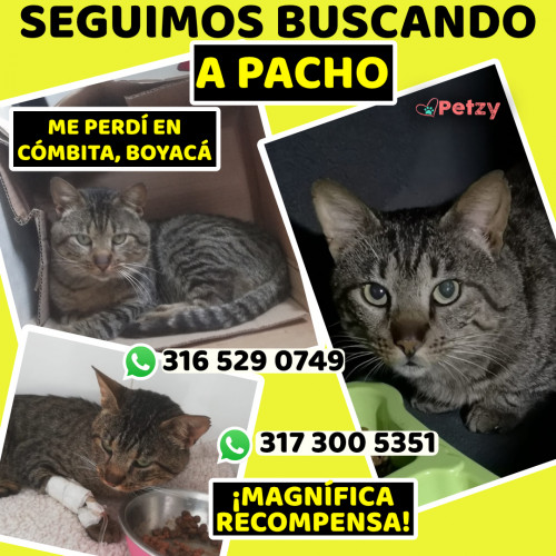 Foto de mascota Pacho