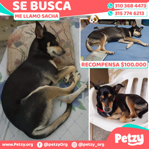 Foto de mascota Sacha