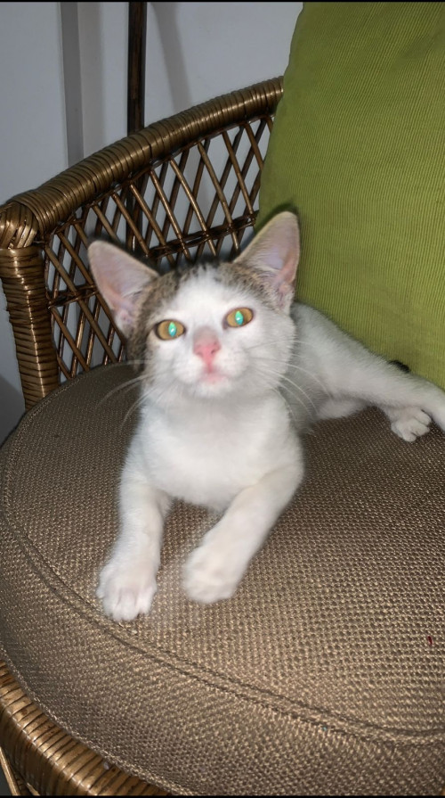 Coco