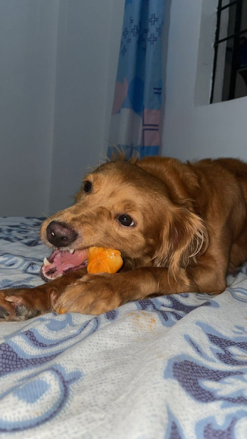 Canela
