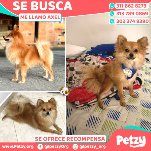 Foto de mascota Axel