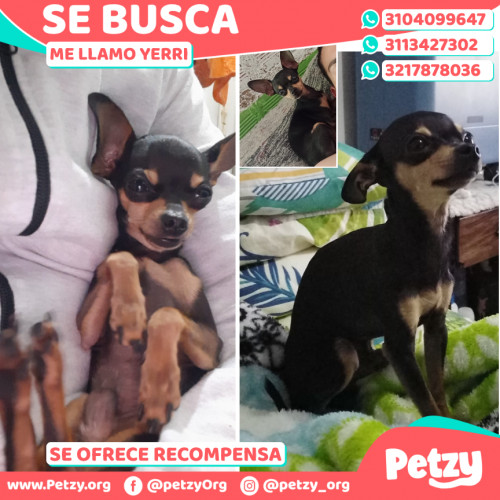 Foto de mascota Yerri