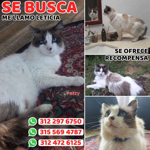 Foto de mascota Leticia