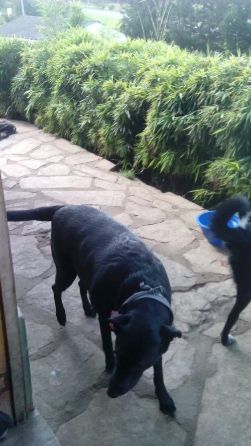 Negra