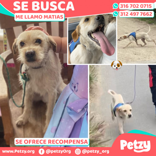 Foto de mascota Matias