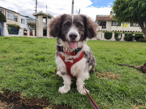 Milo