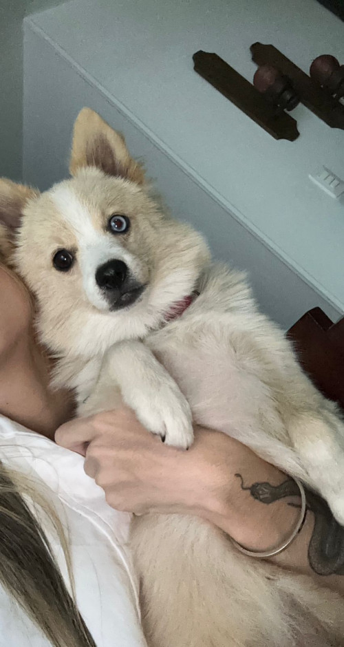 Ari