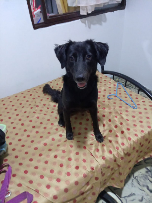 Dulce
