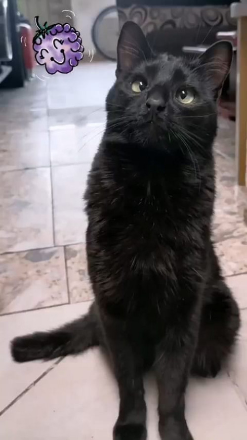 Morita