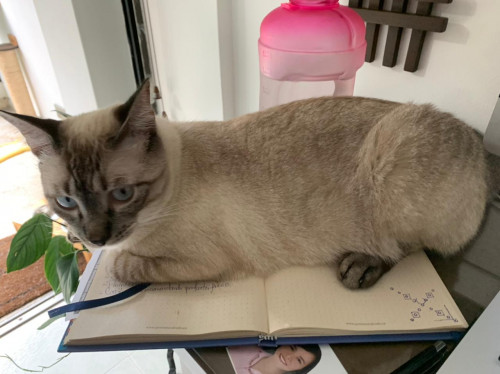 Coco